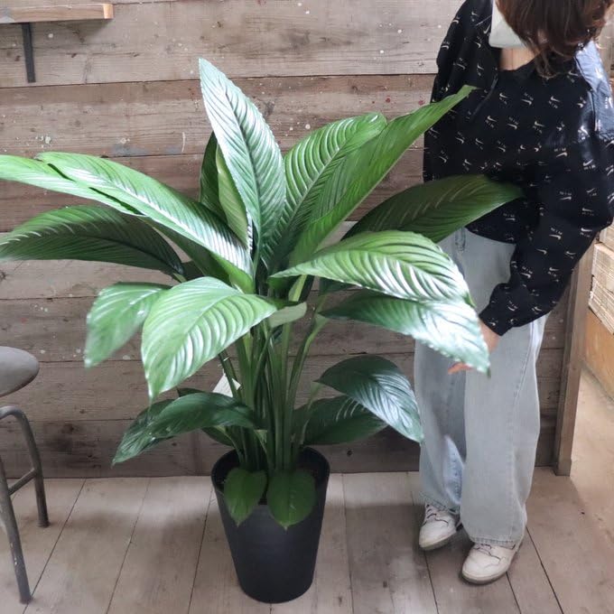 Amazon｜スパティフィラム・センセーション 大苗 10号 観葉植物